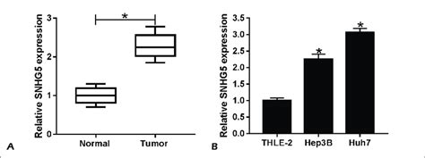 Snhg5 Is Upregulated In Hcc Tissues And Cell Lines A B The Expression