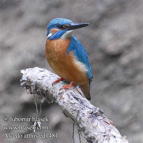 Alcedo Atthis Kingfisher Eisvogel Martin P Cheur D Europe Mart N Pescador