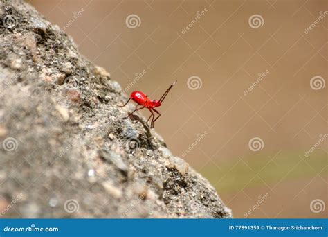 Little red ants. stock image. Image of wildlife, fire - 77891359