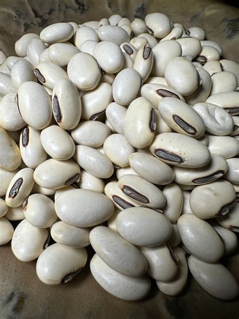 20 Jack Bean Seeds For Growing Garden Indonesian Kara Pedang Etsy