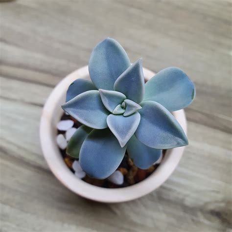 Succulent Graptopetalum Paraguayense Furniture Home Living