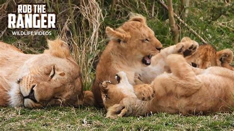 Playful Lion Cubs Marsh Pride Satellite Group Maasai Mara Safari Zebra Plains Youtube