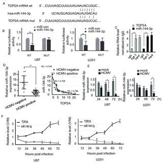 MiR 144 3p Directly Targeted The TOP2A 3 UTR And Was Negatively