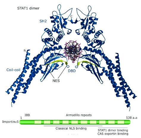 STAT1 NES Within The DNA Binding Domain DBD Top Location Of NES In