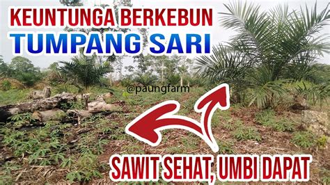 MANFAAT BERKEBUN TUMPANG SARI SAWIT VS UBI KAYU YouTube