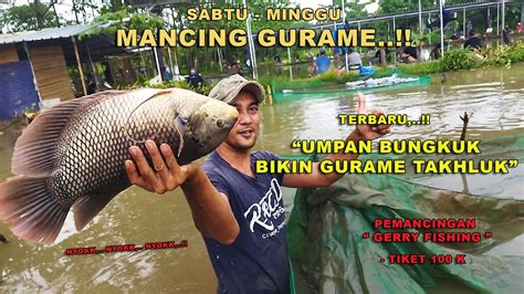 Umpan Viral Mancing Gurame Pake Umpan Bungkuk Sabtu Minggu