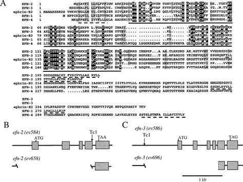 Multiple Ephrins Control Cell Organization In C Elegans Using Kinase