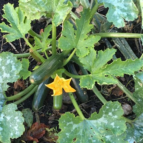 Gardening Tips Week 19 Squash Anyone The Cape Breton Spectator