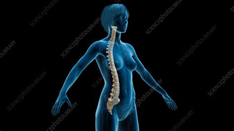 Spinal Column Illustration Stock Image F038 1428 Science Photo