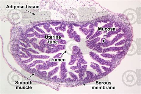 Rabbit Ovary Transverse Section X Rabbit Mammals