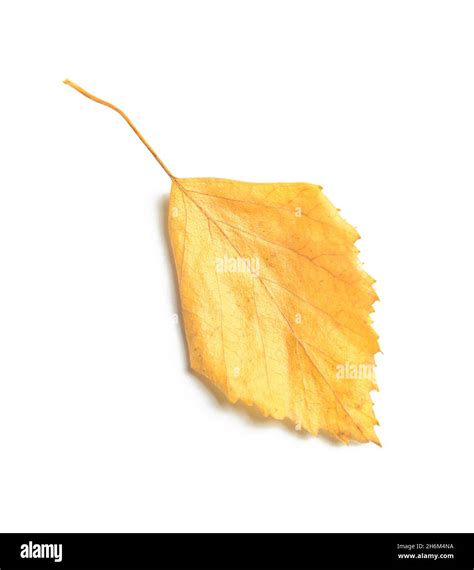 Linden Autumn Leaf On White Background Stock Photo Alamy