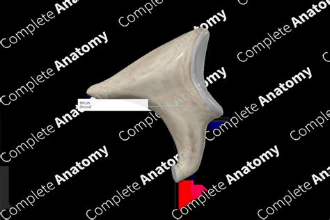 Incus | Complete Anatomy