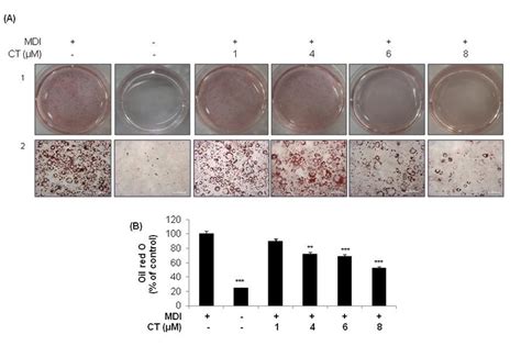 2 Effect Of Ct On Lipid Accumulation In 3t3 L1 Pre Adipocytes Two Days