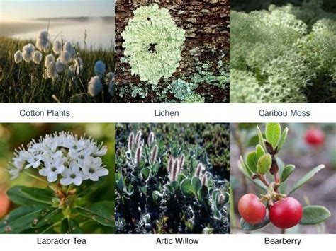 Arctic Plants With Names