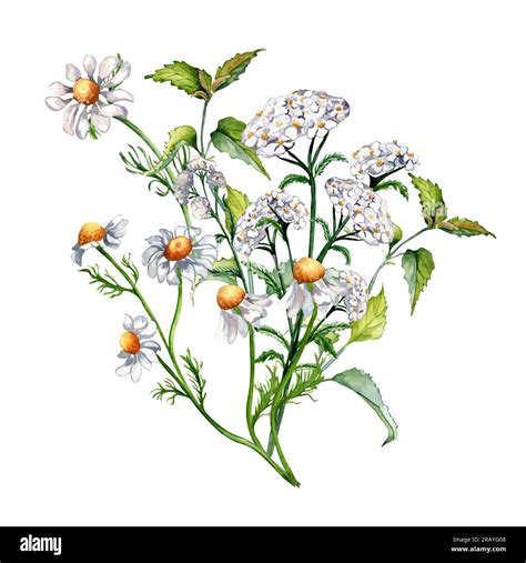 Achillea Millefolium Ilustración Botánica Fotografías E Imágenes De Alta Resolución Alamy