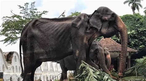 Las Fuertes Imágenes De Un Elefante De 70 Años Explotado En Un Festival