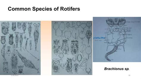 PLANKTON, TYPES, IMPORTANCE.pptx