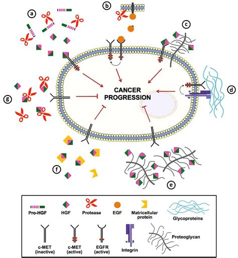 Matrix Factor Cancer