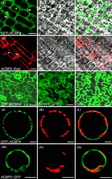 Analysis Of Transgenic Arabidopsis Expressing Gfp Acbp And