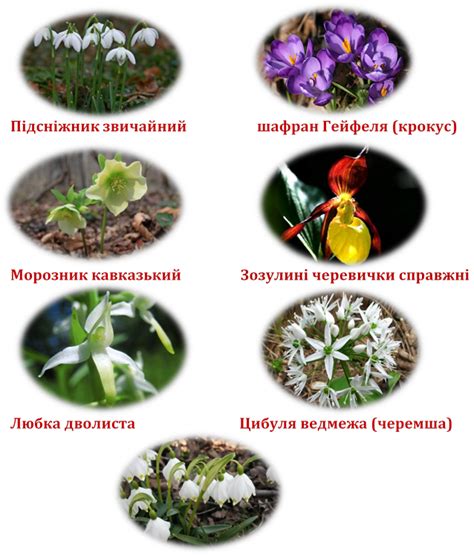 Доміно для уроків природознавства "Первоцвіти"