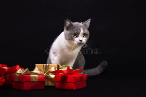 The Cat is Hiding in the Box Stock Photo - Image of boxes, home: 107851048