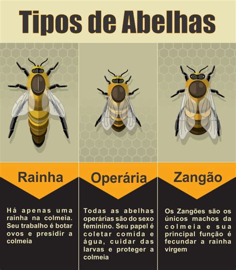 Tipos De Abelhas Rainhas Operárias E Machos Tipos De Abelhas