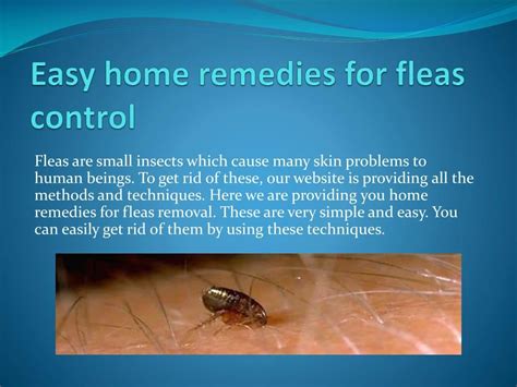 Ppt Easy Home Remedies For Fleas Control Powerpoint Presentation