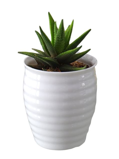 Haworthia Fasciata Succulent Plant In White Ceramic Pot Plants Online