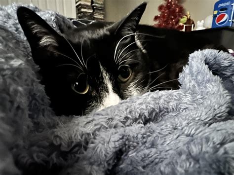 UPDATE: Grimm has been found! This big scaredy baby has been hiding in