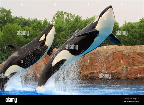 Killer Whales Hi Res Stock Photography And Images Alamy