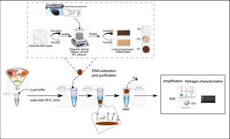 Schematic Representation Of The BDA Card DNA Extraction Procedure And