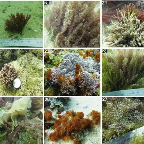 B Diversity Of Macroalgal Species Collected From Coastal Waters Of