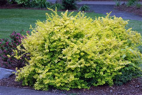 Berberis thunbergii 'Aurea' | Landscape Plants | Oregon State University