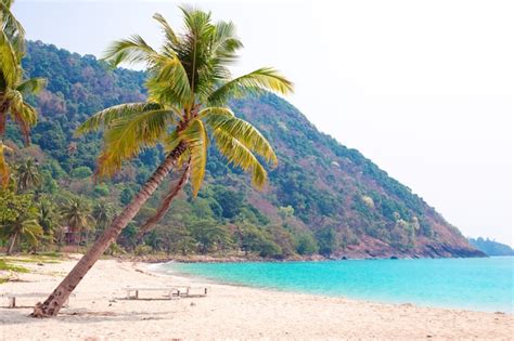 Palmera De Coco Junto Al Mar En Una Playa Desierta Espacio De Copia