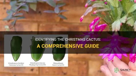 Identifying The Christmas Cactus A Comprehensive Guide Shuncy