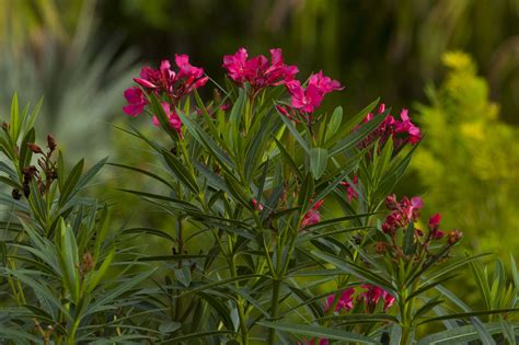 Nerium Oleander Nerium Oleander Plants