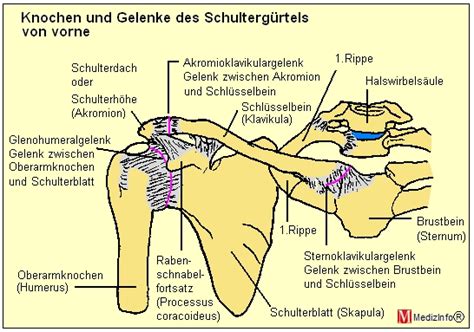 MedizInfo Orthopädie Anatomie des Schultergürtels