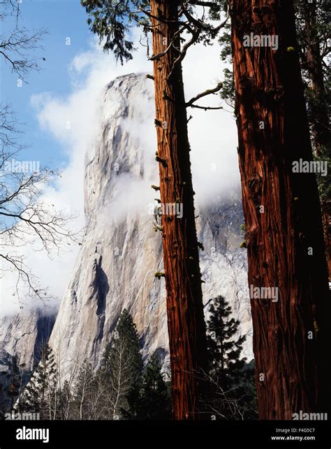 California Sierra Nevada Mountains Yosemite National Park Incense