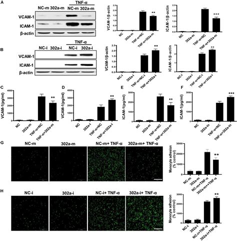 Frontiers MiR 302a Limits Vascular Inflammation By Suppressing