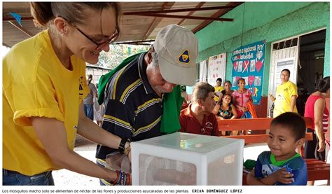 Esterilizar Mosquitos La Respuesta Para Erradicar Dengue Zika Y