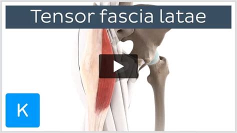 Tensor Fasciae Latae Muscle Anatomy And Function Kenhub The Best Porn