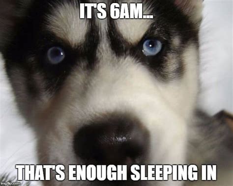 30 Best Husky Jokes - The Internet's Best Puns & Memes