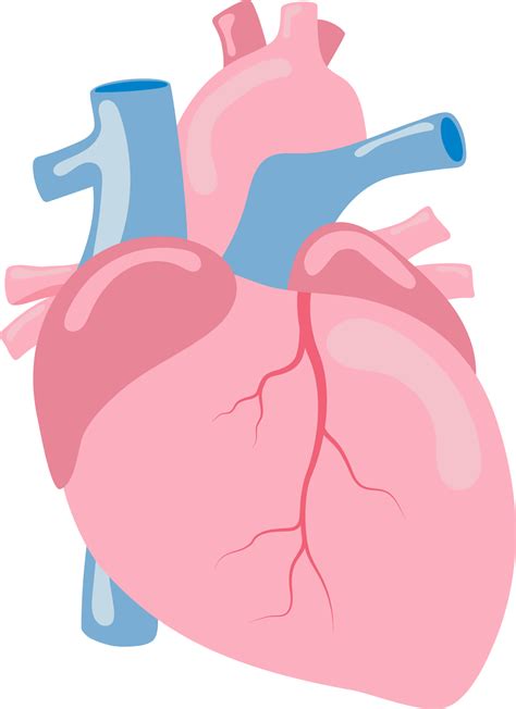 Heart Human Internal Organ Anatomy Png Illustration Flat Design 8492543 PNG