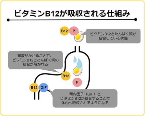 ビタミンb12の7つの効果と効果的な摂取方法を専門家が解説 Puravida