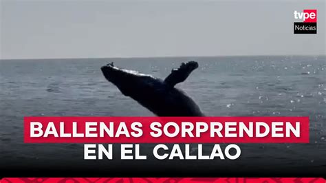 Captan Presencia De Ballenas En Playas De La Punta Youtube