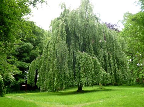 A Weeping Beech in Dun na Ri Forest Park © D Gore cc-by-sa/2.0 ...