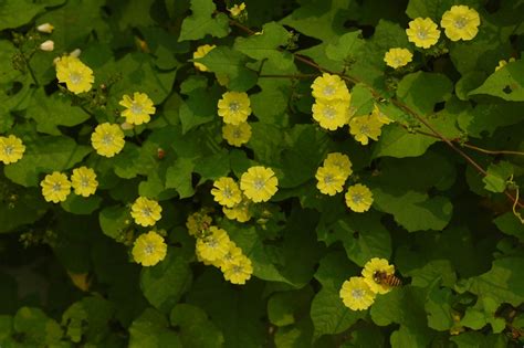 Merremia Hederacea Picturethis