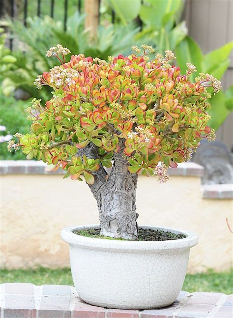 Crassula Ovata Bonsai