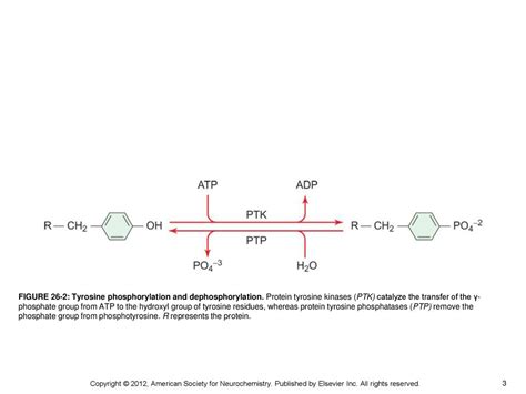 Tyrosine Phosphorylation Ppt Download