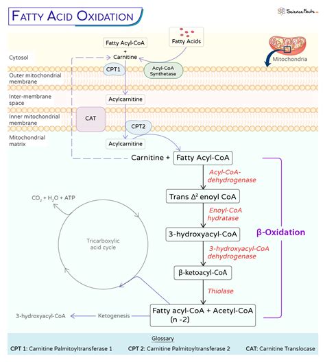 Beta Oxidation Of Fatty Acid Definition Pathway And Diagram